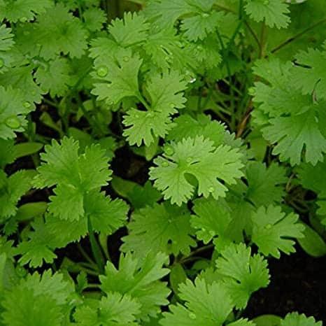 နံနံပင် (Coriander)