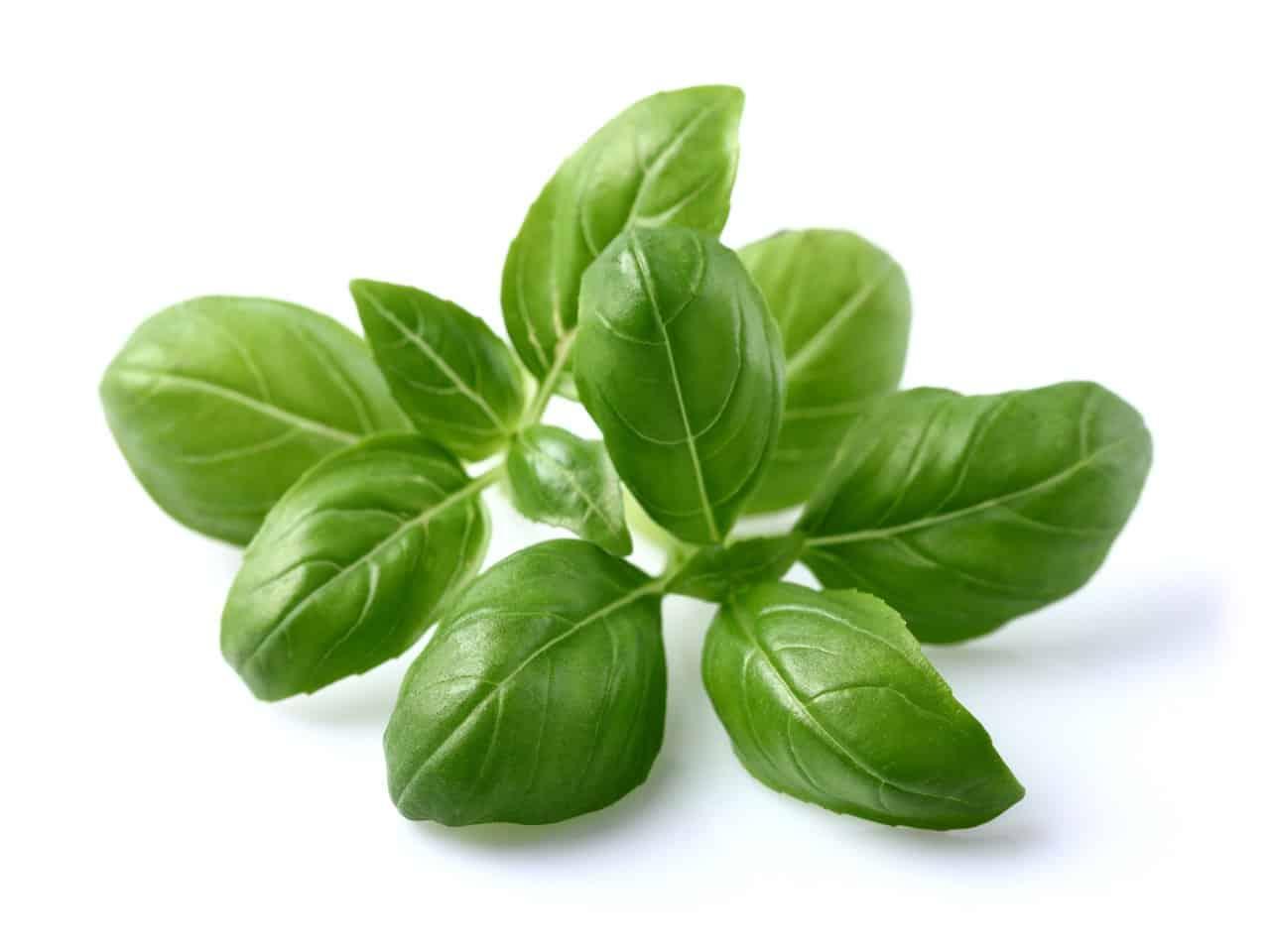 ပင်စိမ်း (Basil)