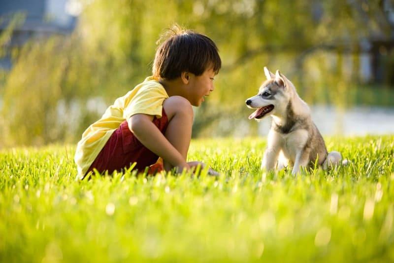 Rabies (ခွေးရူးပြန်ရောဂါ)