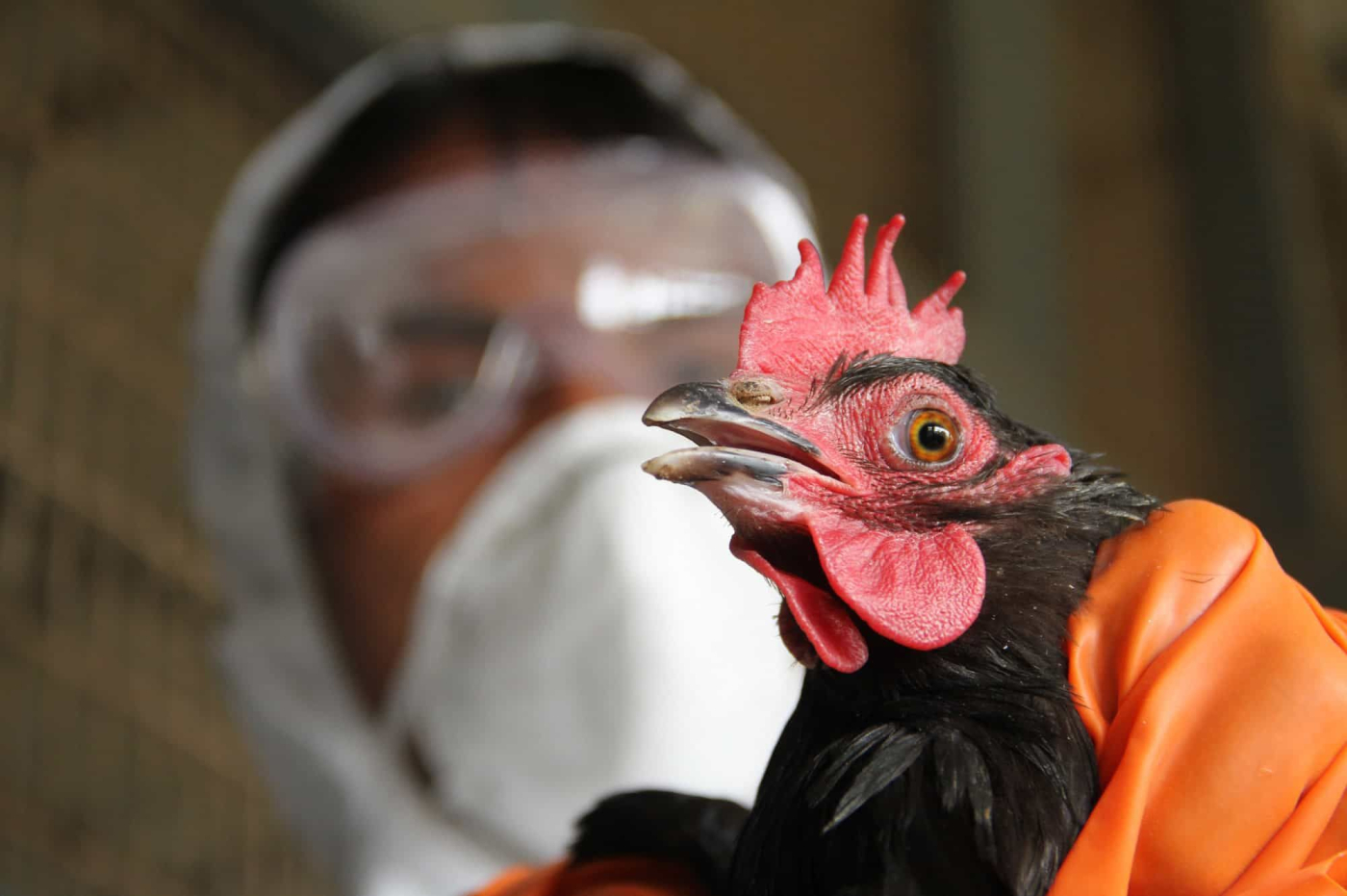 Bird Flu (ကြက်ငှက်တုပ်ကွေးရောဂါ)