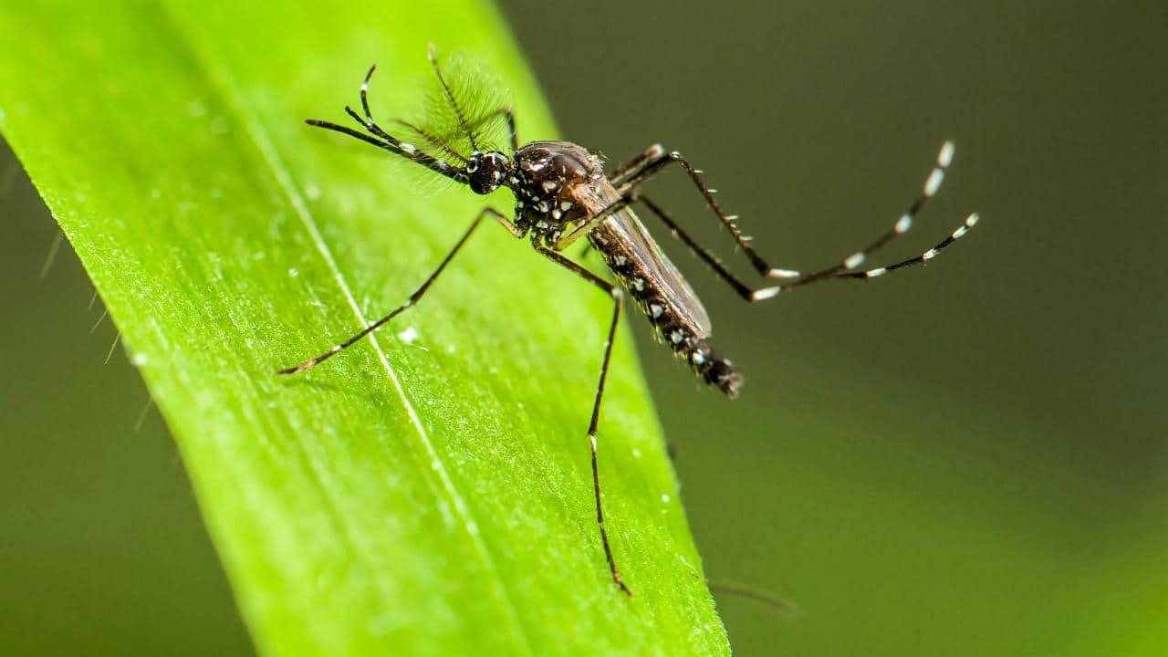 Dengue Fever (သွေးလွန်တုပ်ကွေး)