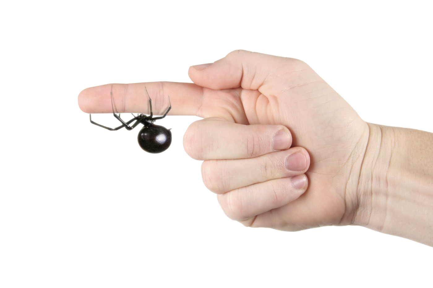 Spider Bite (áááˇáşáá°áááŻááşááźááşá¸)