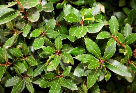 Bay leaf (ကရဝေးရွက်)