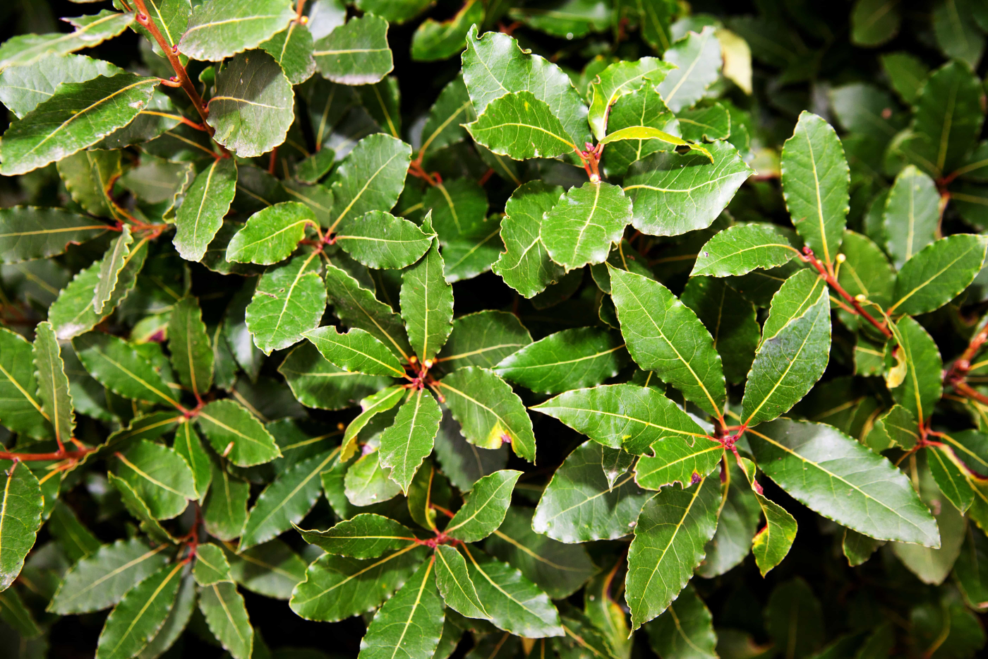 ကရဝေးရွက် (Bay leaf)