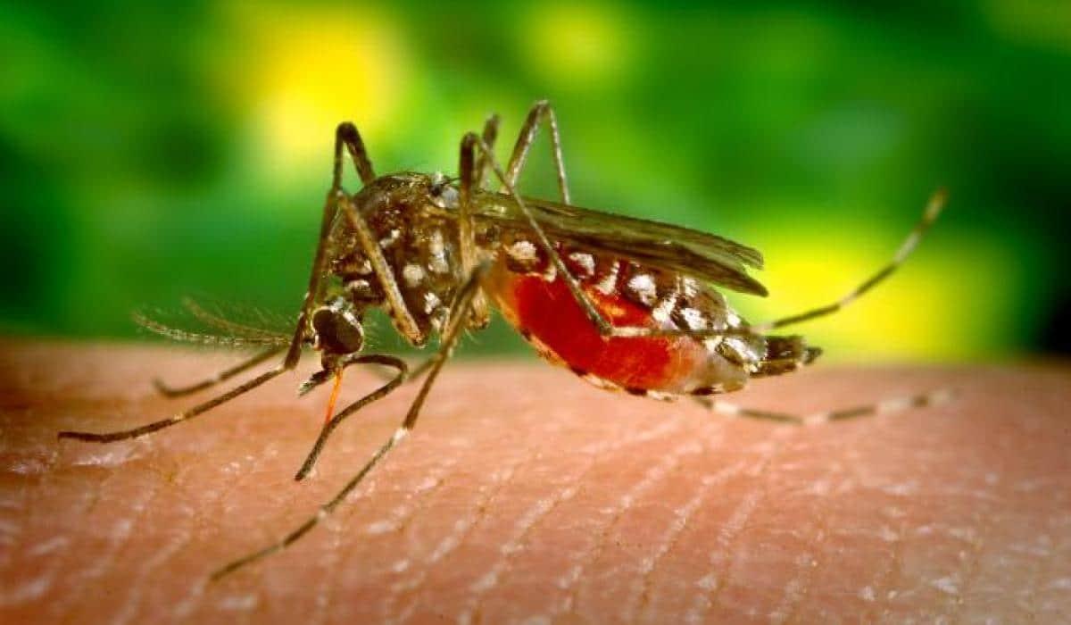 Malaria (ငှက်ဖျား) ဆိုတာ ဘာလဲ