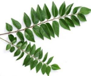 Curry Leaf (ပျဉ်းတော်သိမ်ရွက်)