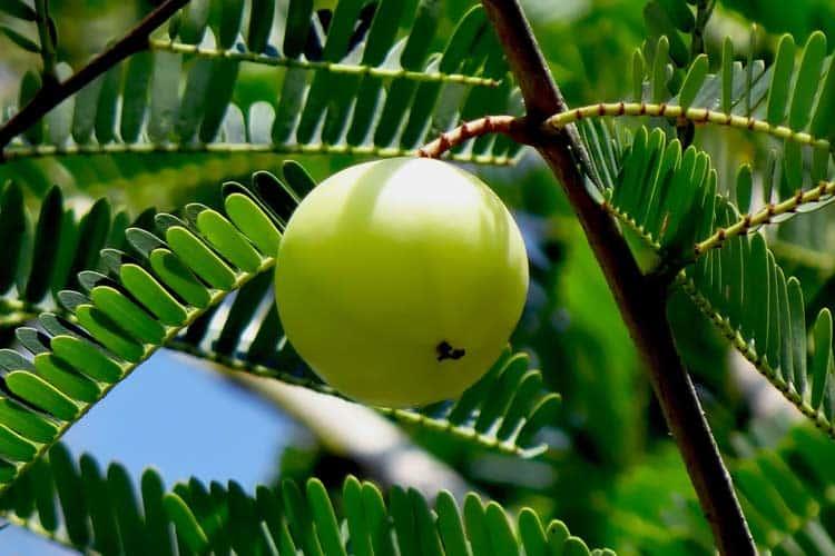 ဇီးဖြူသီး (Goose Berry)