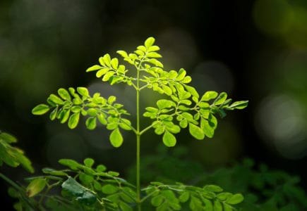 Moringa (ဒန့်သလွန်)