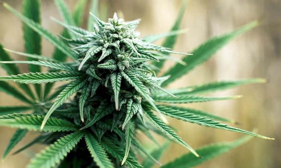 Marijuana (ဆေးခြောက်)
