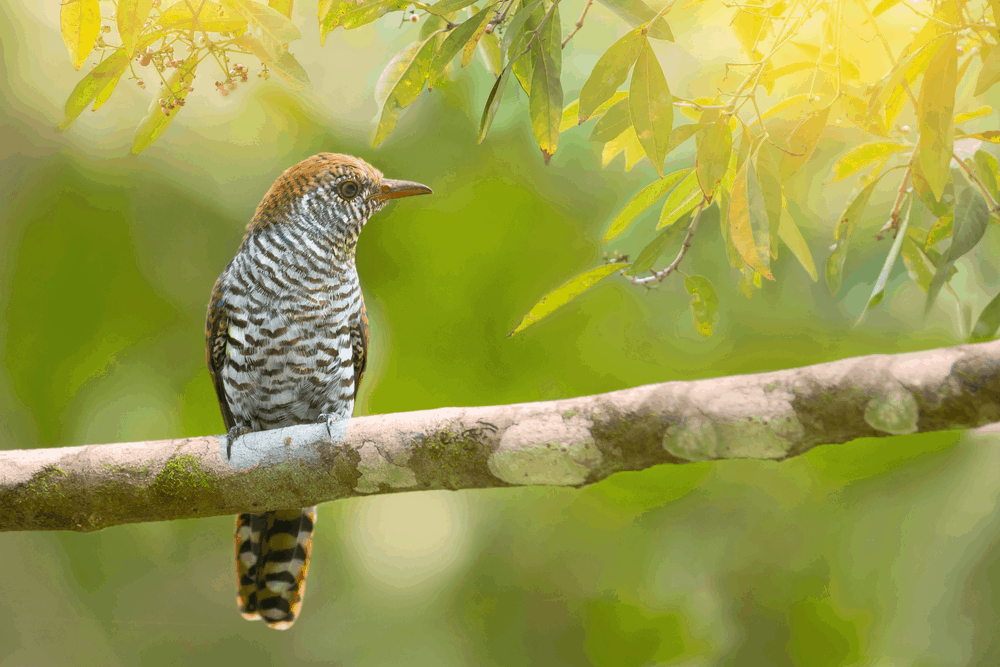 ချစ်ဖို့ကောင်းတဲ့ ငှက်ကလေး တွေဆီက ကြောက်စရာကောင်းတဲ့ ရောဂါများ