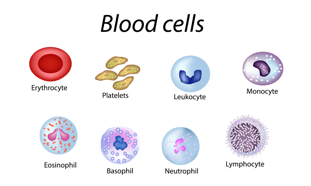 Immune thrombocytopenia (ITP) ကြောက်စရာကောင်းတဲ့ သွေးရောဂါတစ်မျိုး ။ ။
