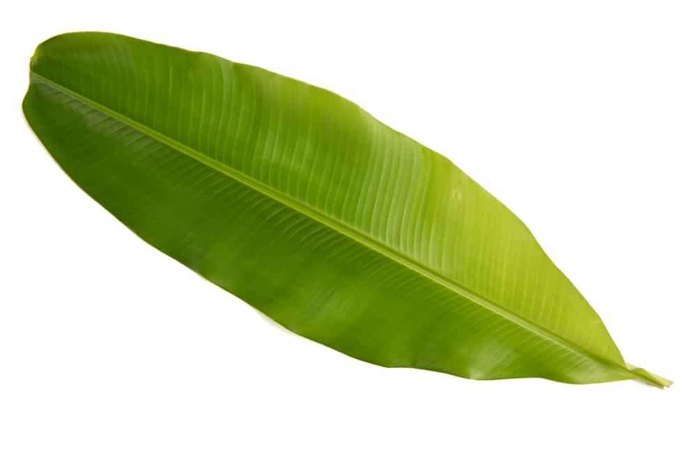 သင်ထင်မထားတဲ့ ငှက်ပျောရွက် ရဲ့အကျိုးအာနိသင်