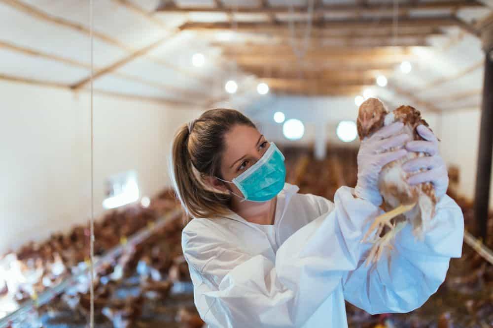 ကြက်ငှက်တုပ်ကွေး H5N1 ပြန်လာပြီလား