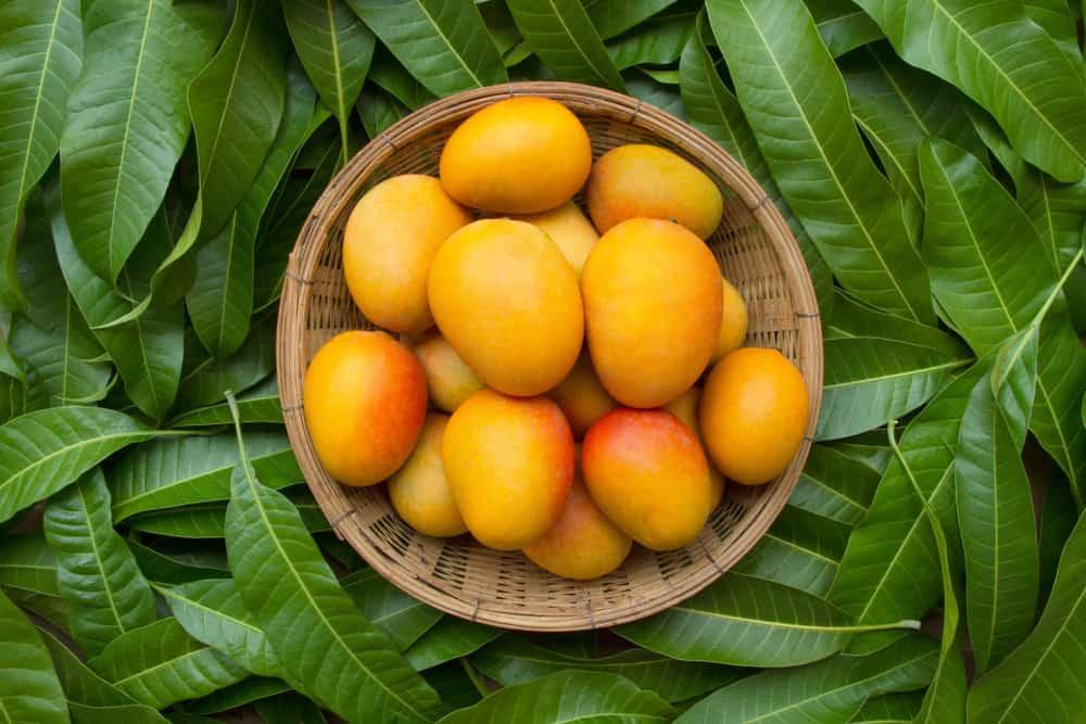 သရက်သီးစားပါ၊ ကျန်းမာပါလိမ့်မယ်