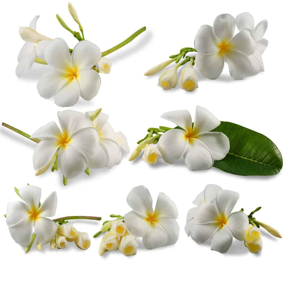 တရုတ်စကားပန်း နဲ့ ကျန်းမာရေး
