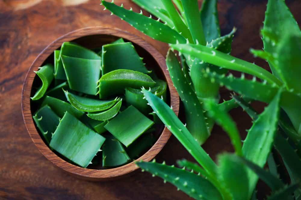 ရှားစောင်းလက်ပပ် (aloe vera)
