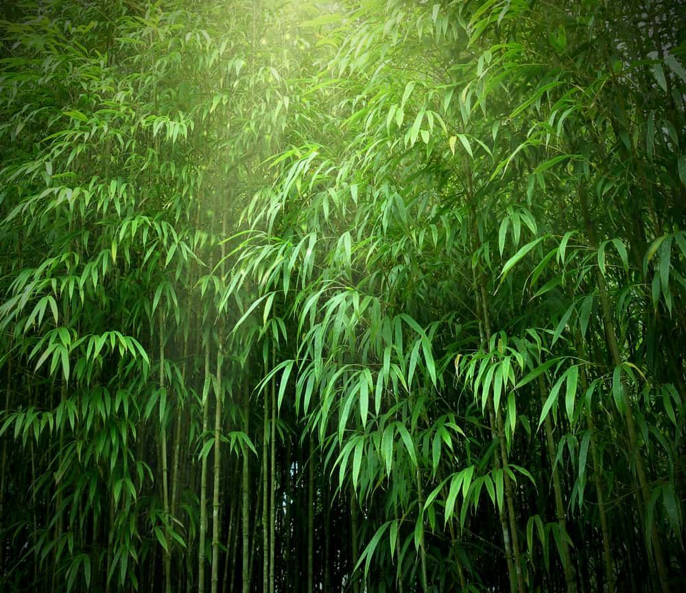 ပန်ဒါလေးတွေ စားစားနေတဲ့ ဝါးရွက်လေးရဲ့ ဆေးဖက်ဝင်ပုံ