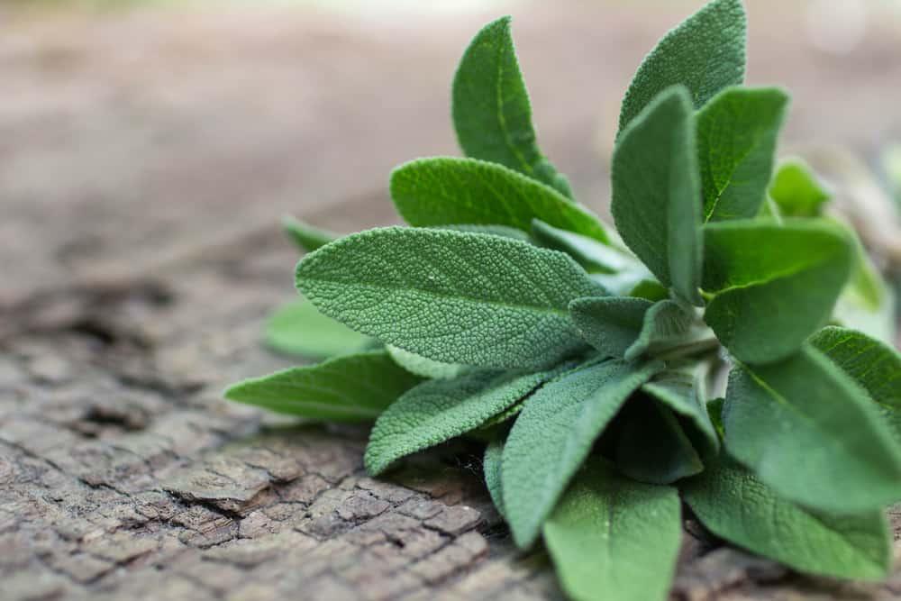 ဆေးဖက်ဝင် ကလျာဏီ (Sage) အကြောင်း