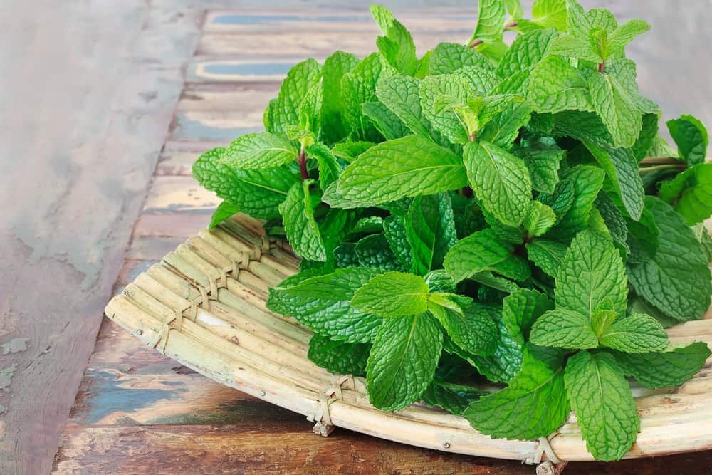 ဝက်ခြံနဲ့ဝက်ခြံအမာရွတ်တွေ သက်သာစေဖို့ ပူဒီနံရဲ့ အသုံးဝင်ပုံက