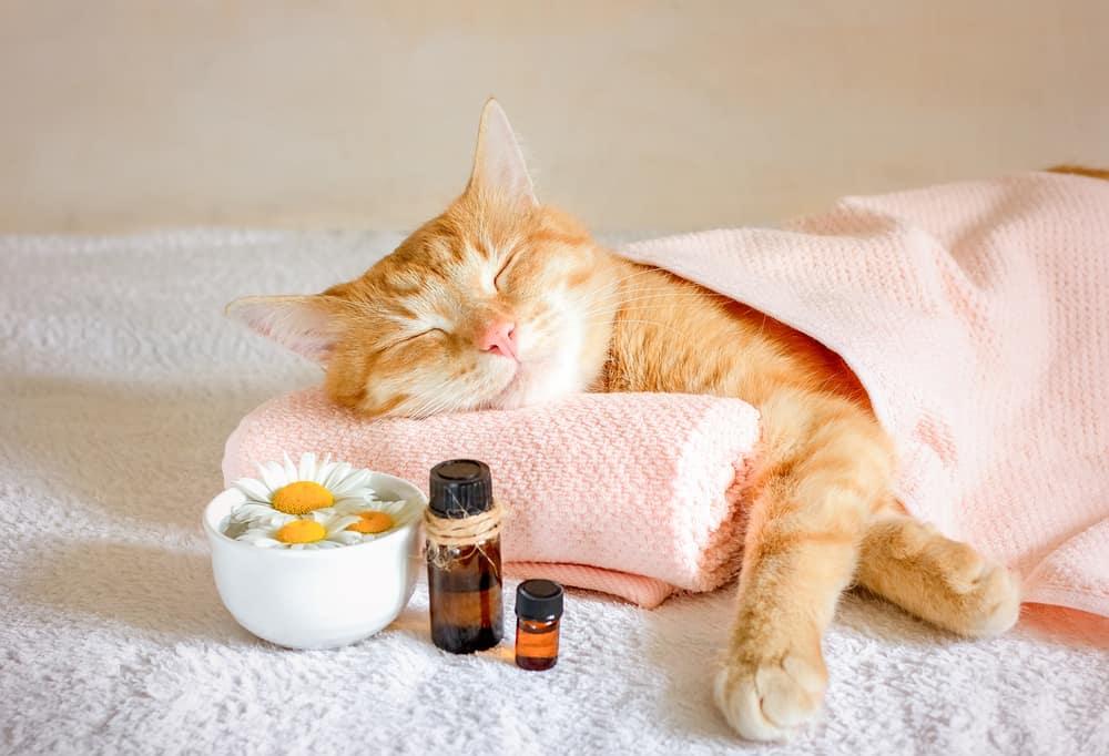 áááśáˇááŻááŻáśá¸ (Aromatherapy) áá˛áˇ ááťááşá¸ááŹááąá¸áĄááťááŻá¸ááťáąá¸áá°á¸