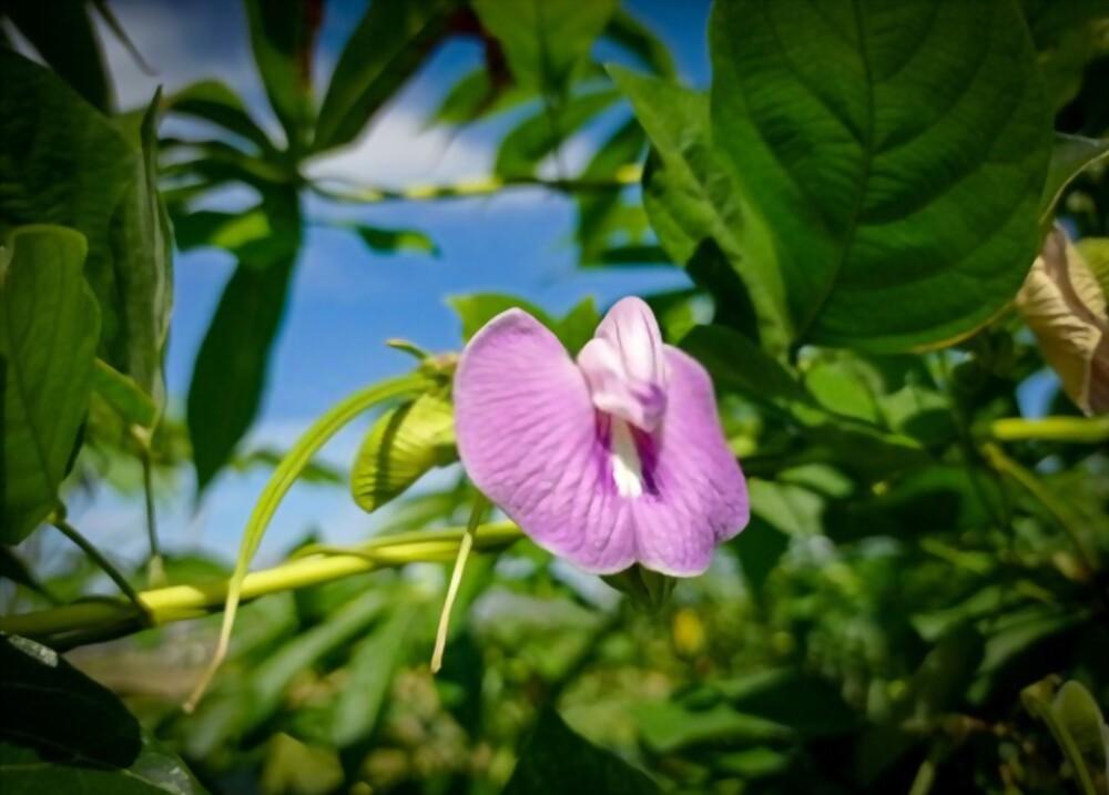 မိန်းမကိုယ် ဘာကြောင့် မည်းရသလဲ