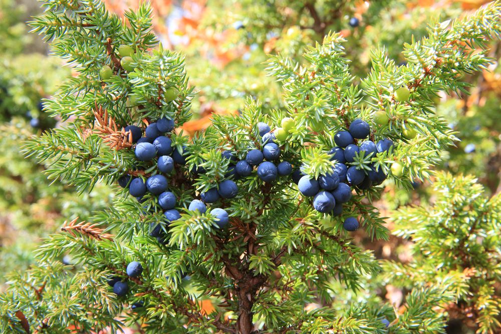 Juniper Berry ရဲ့ ကျန်းမာရေး အကျိုးကျေးဇူး
