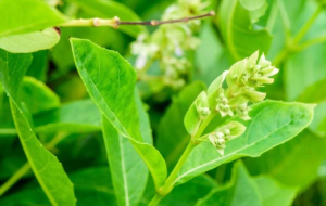 ငါးရံ့ပတူရွက် ကျန်းမာရေးအတွက် ကောင်းသလား။