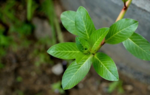 ááąááá˝ááşááąá¸ ááąá¸áááşáááşááŹá¸á