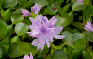 ááąááŤáááş ááąá¸áááşáááşááŹá¸á