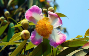 ကံ့ကော်ပန်း နဲ့ ကျန်းမာရေး