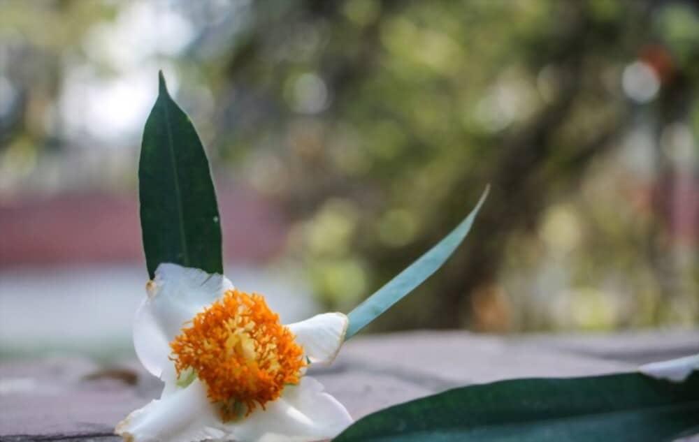 ကံ့ကော်ပန်း နဲ့ ကျန်းမာရေး
