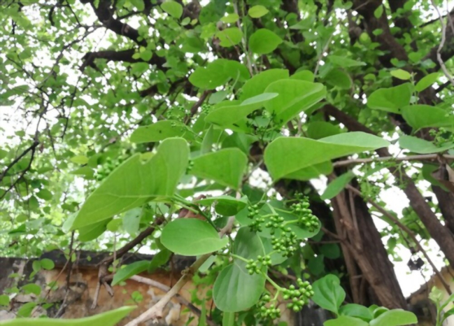 သနပ်ရွက် နဲ့ ကျန်းမာရေး