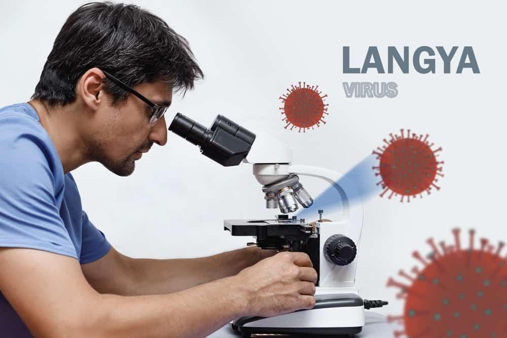 Langya virus ကူးစက်မှု  နဲ့ပတ်သက်လို့