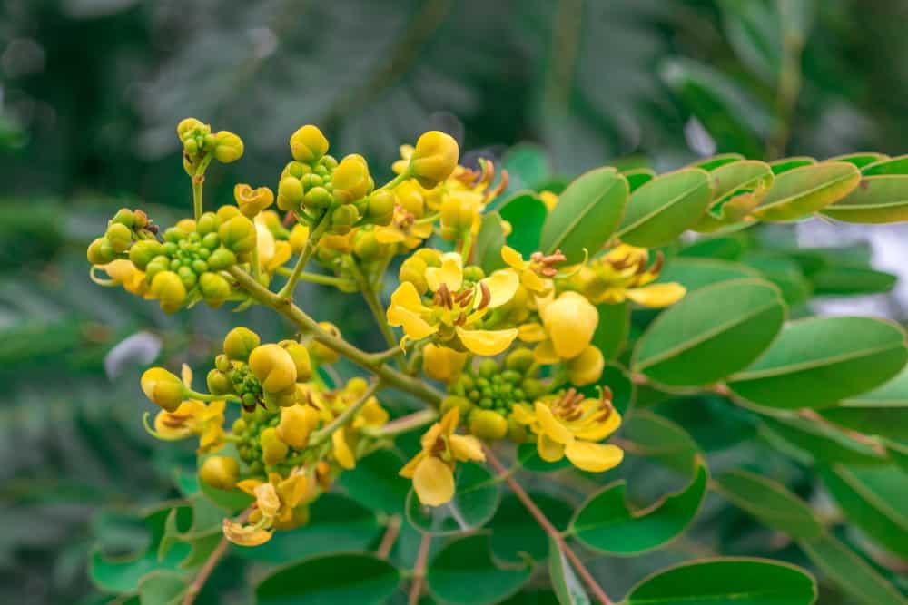 ဆေးပေါင်းခပေမယ့် ကိုယ်ဝန်ဆောင်မေမေတွေ အလွန်အကျွံ မစားသင့်တဲ့ မယ်ဇလီဖူး